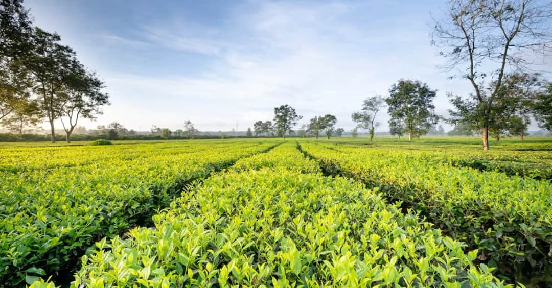 Dzierżawa pod fotowoltaikę? Złoty interes czy pułapka? Analizujemy